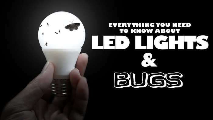 Do LED Lights Attract Bugs?