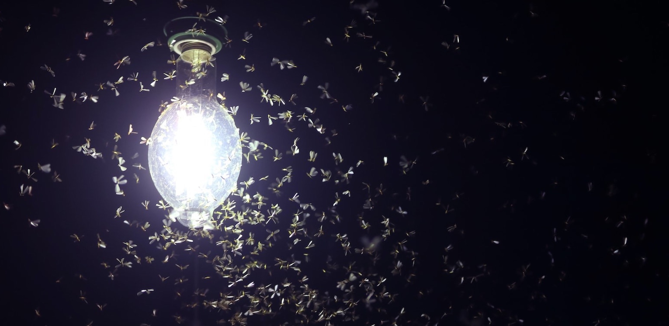 Lights Attract Bugs