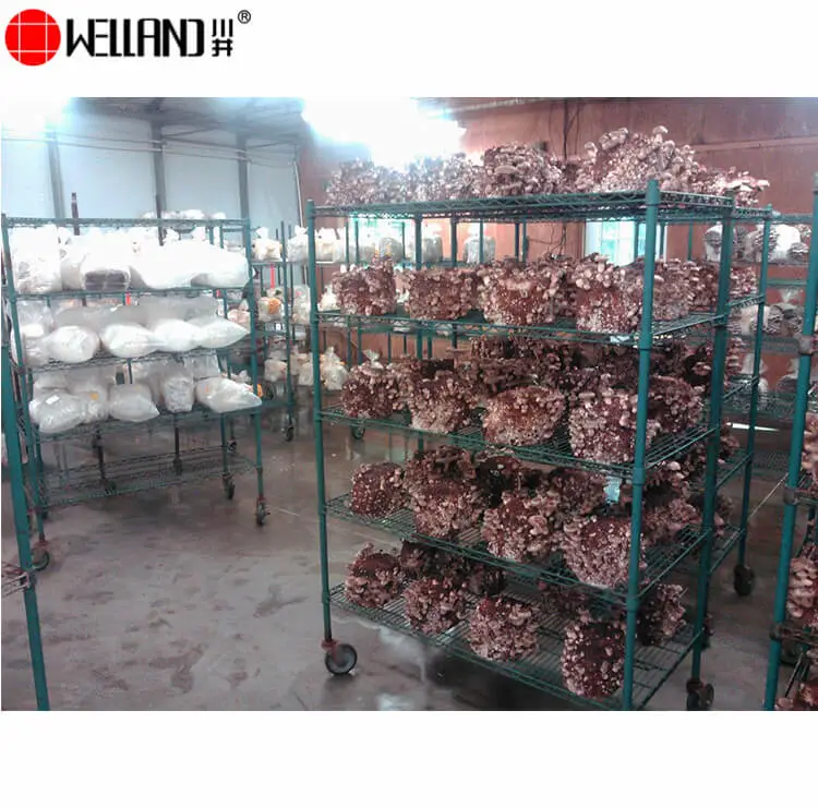 mushroom cultivation growing shelves