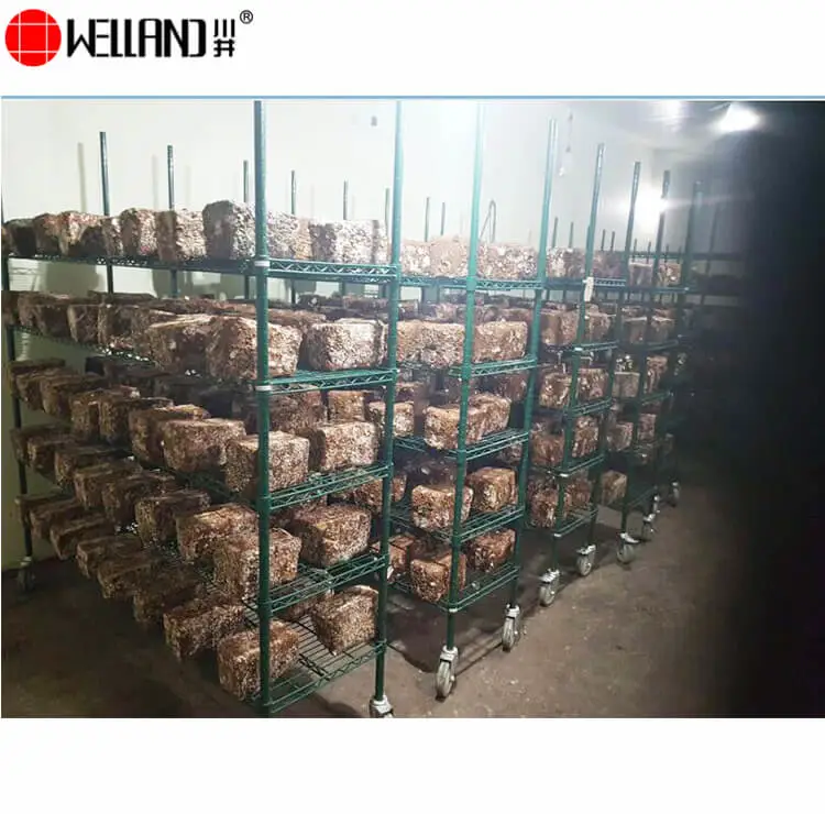 mushroom growing shelves