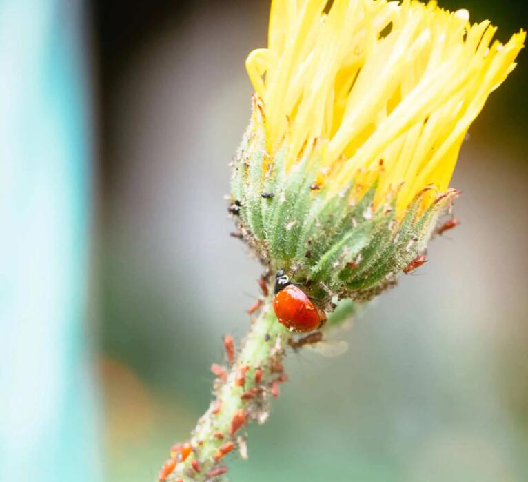 Get Rid of Aphids