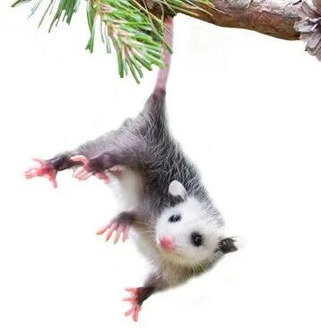 Opossum repeller