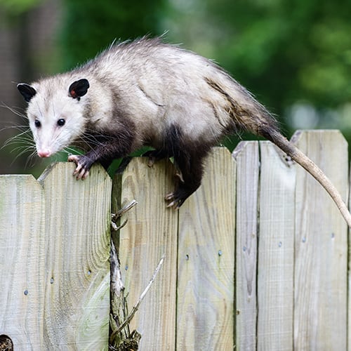 Opossum repeller