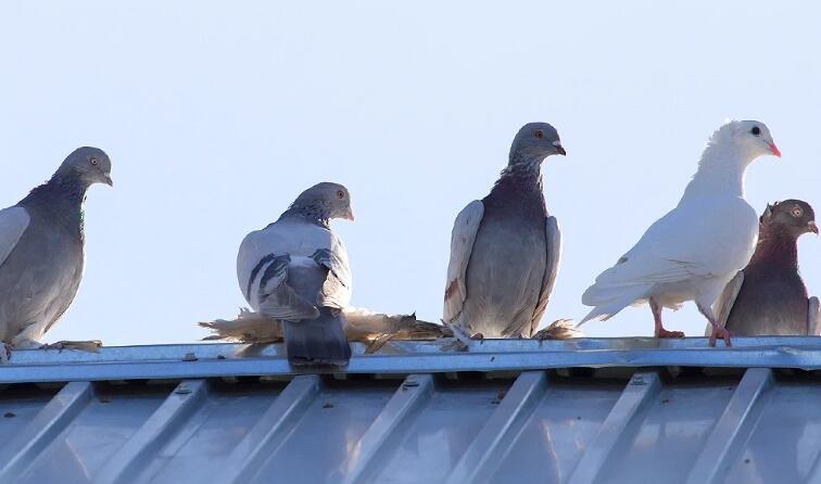 Pigeons control