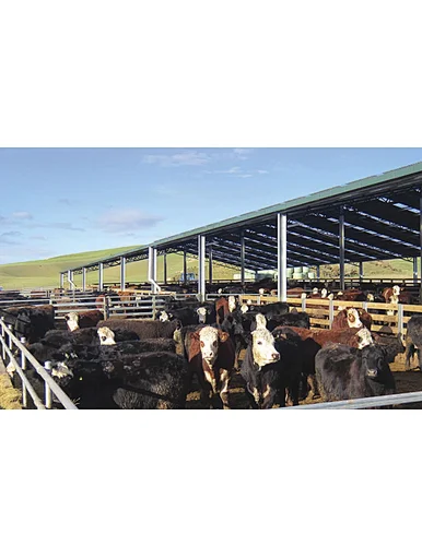 Steel Structure Building Design Cow Farm