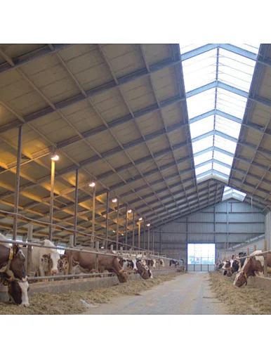 dairy cow farm shed house