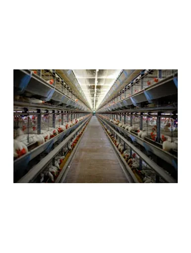 steel structure farm