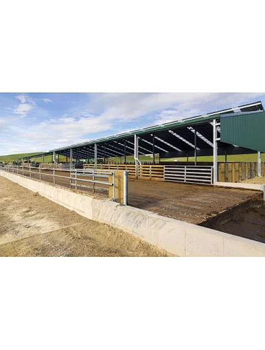 Steel Structure Building Design Cow Farm