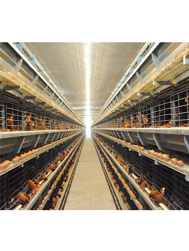 steel structure poultry house
