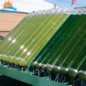 Algae cultivation