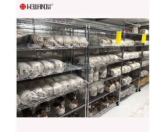 mushroom growing shelves