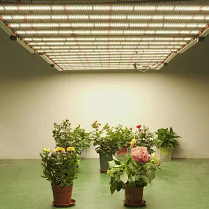 2021 good price Led 640 Watt 800 Watt Quantum LED Grow Light With samsung UV IR LED