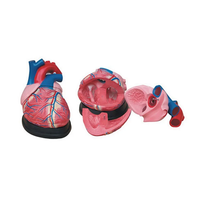 LTM307 PVC Cheap Jumbo Heart Model for sale