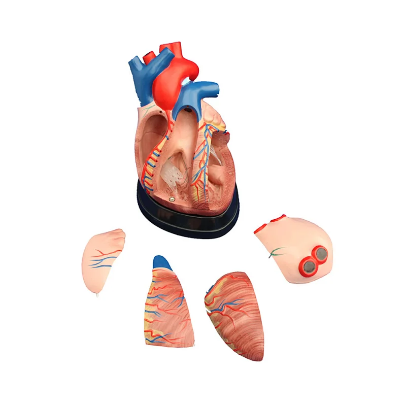 LTM307D cheap human body Middle Heart Model