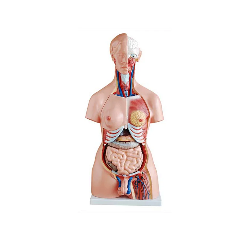 LTM204 CE 23 parts unisex anatomy torso model