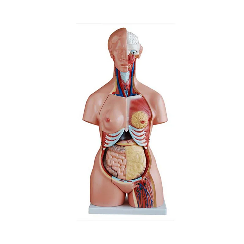 LTM204A CE 85CM Tri-sex mannequin torso