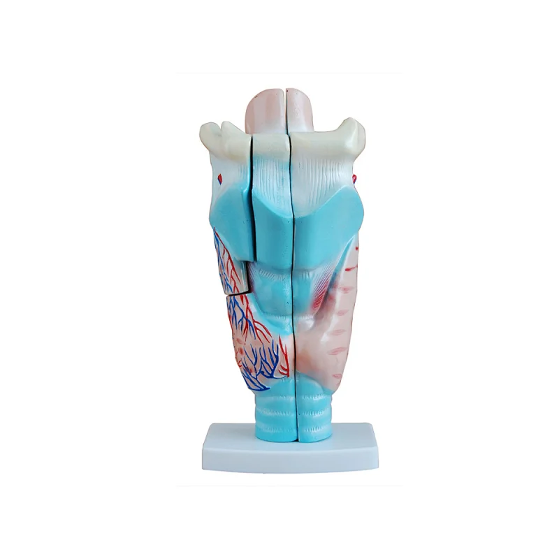 LTM301 Anatomy Magnified human Larynx Model