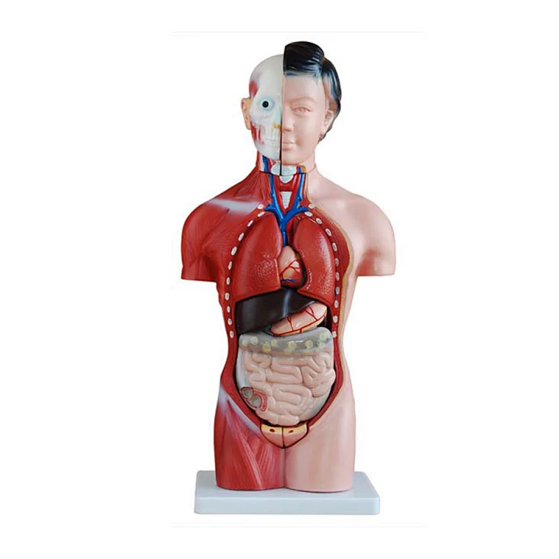 XC-202B human body 42CM Female Torso 15 Parts