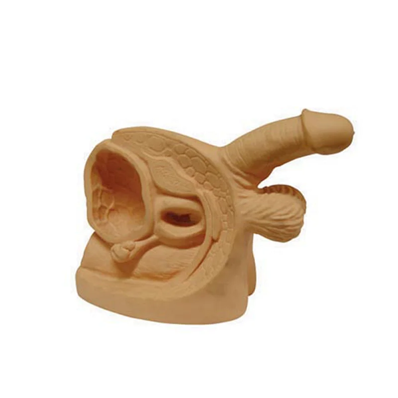 LTM326C Advanced Male Internal & External Genital Organs