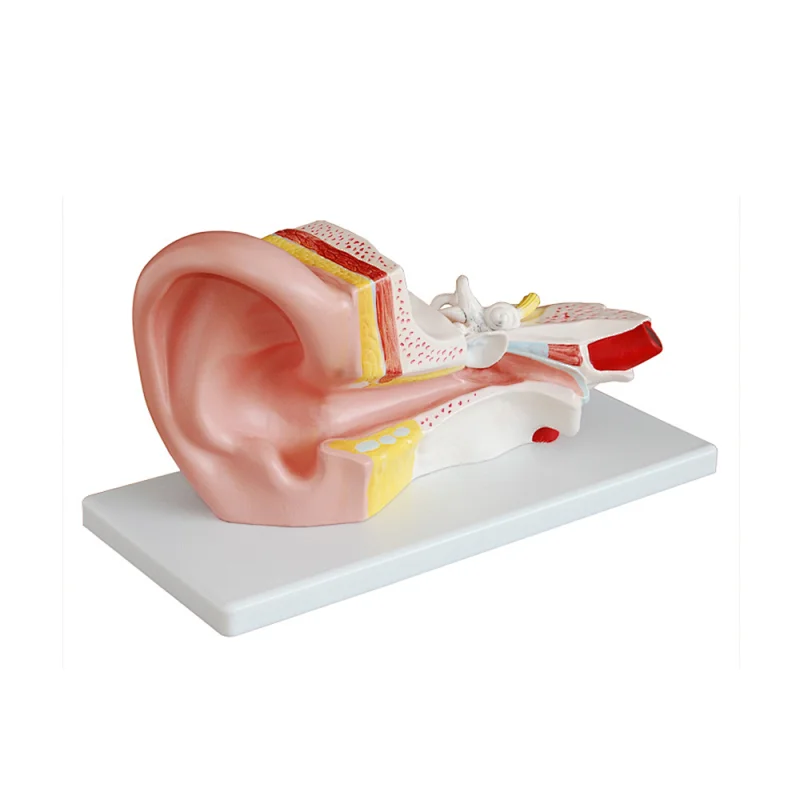 LTM303B Anatomy model of human middle ear model