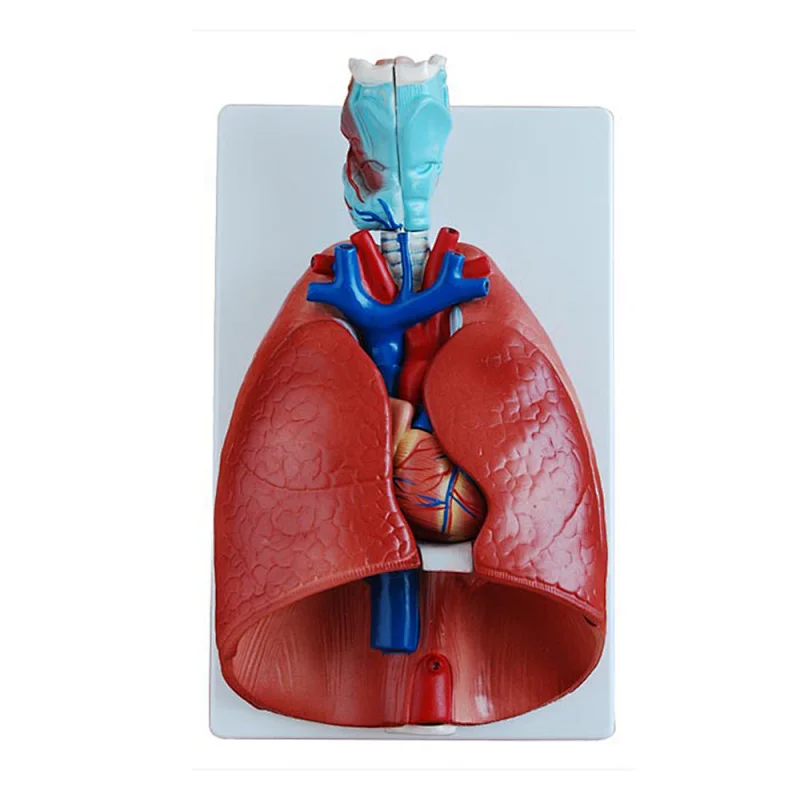 LTM320 Human Larynx, Heart and Lung Model