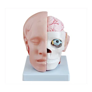 LTM318B cheap plastic mannequin head with brain