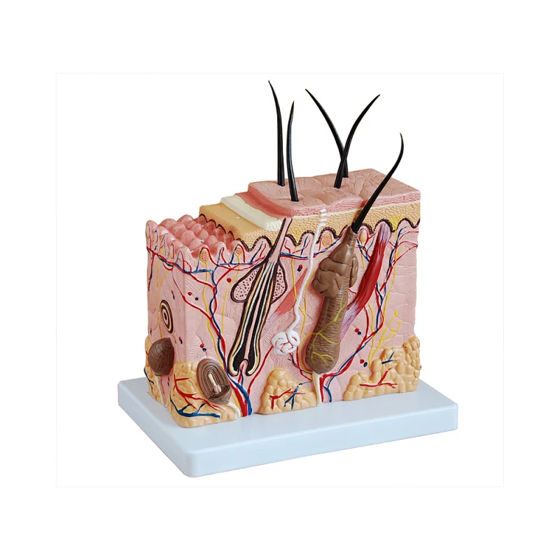 LTM313B human block model of skin