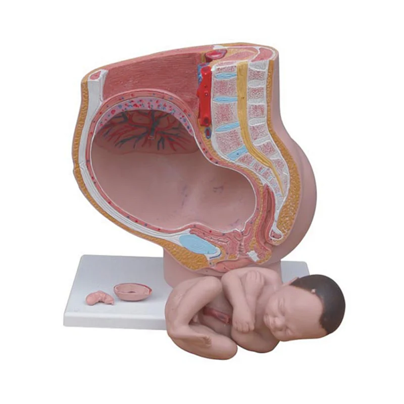 LTM327B Human Female Pelvis Section model (4 parts)