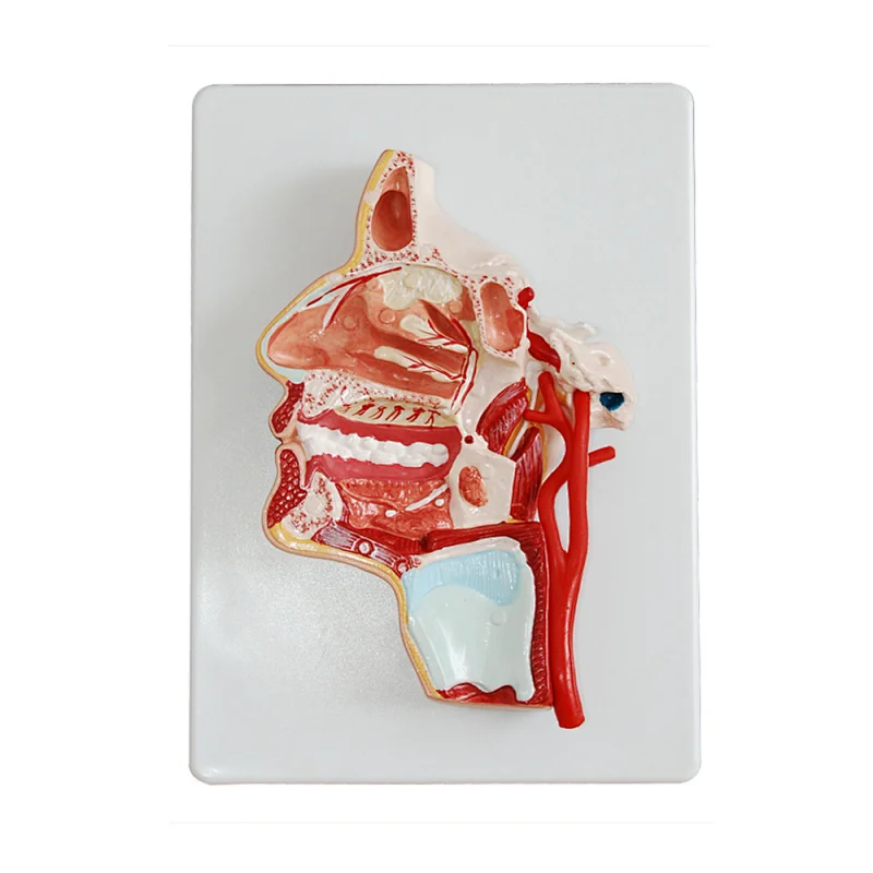 LTM322 head model interior parts /mouth cavity/pharynx