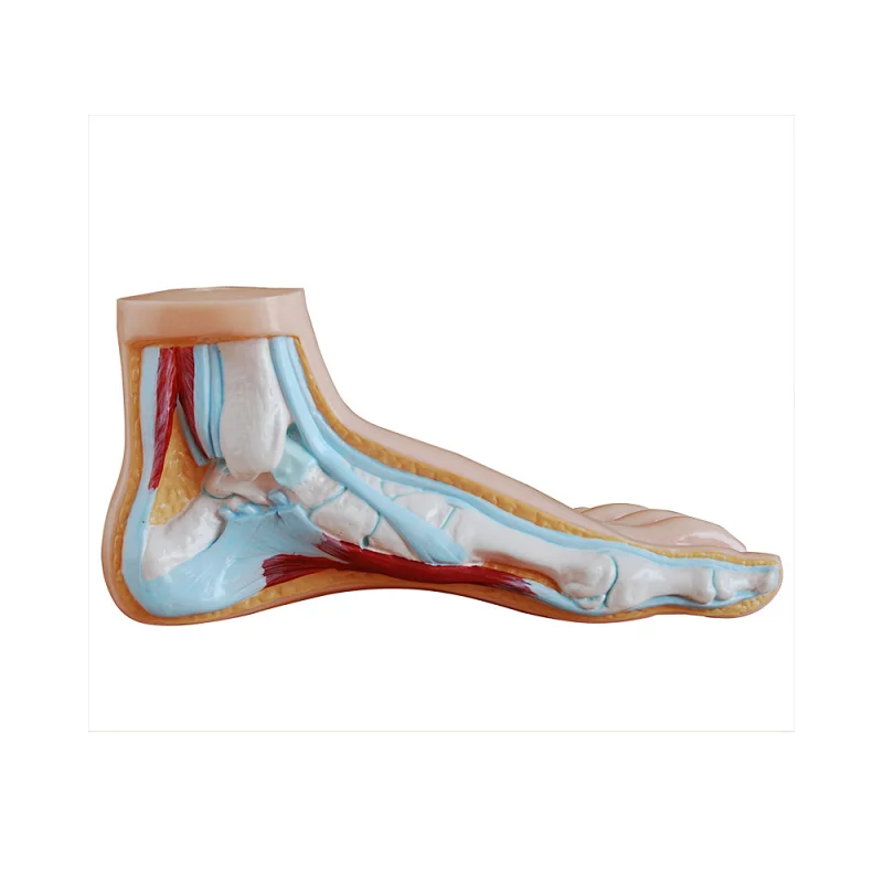 LTM324A Anatomical model of Normalize Foot