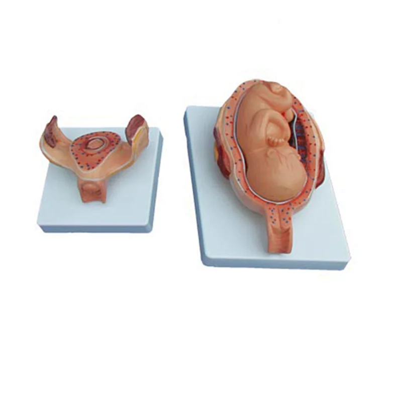 LTM412B CE 8 parts Half-Size Fetus Development Process model