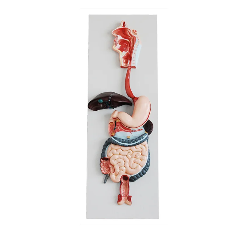 LTM315 human Digestive System model