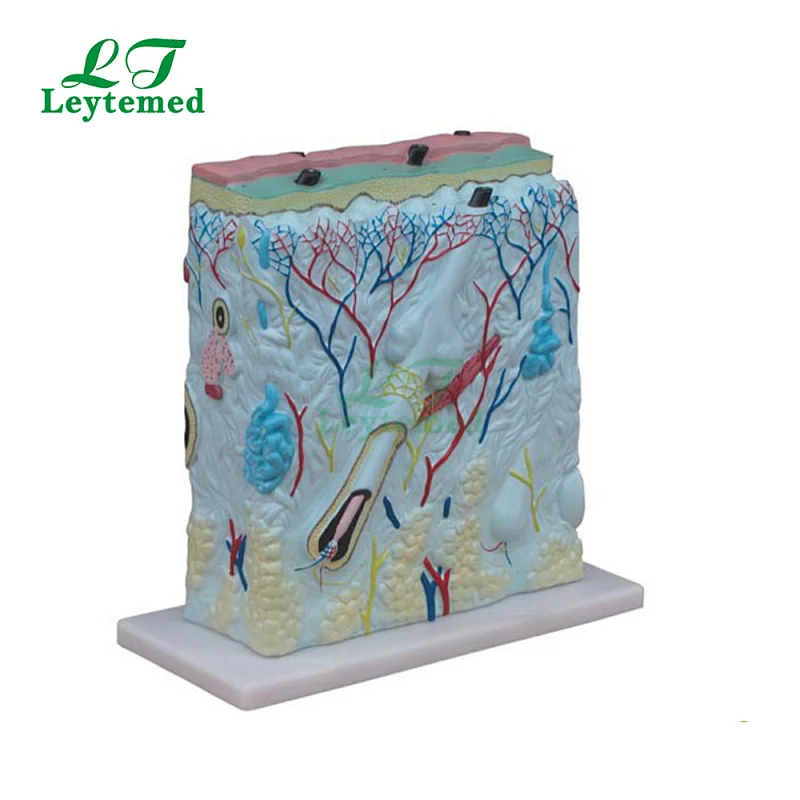 LTM313A human anatomical plastic skin model for teaching