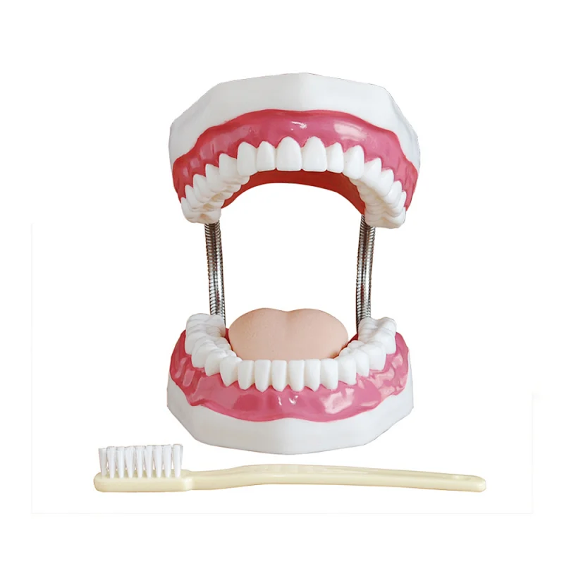 LTM403B plastic 32 teeth dental care model