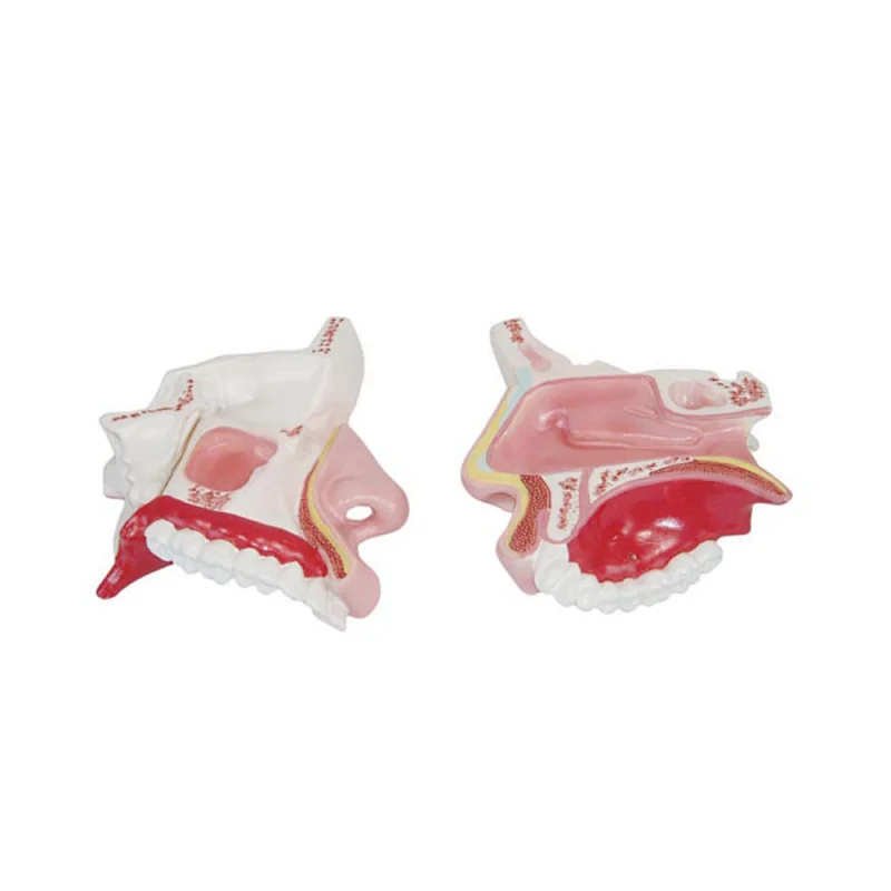 LTM309 model of human Nasal Cavity