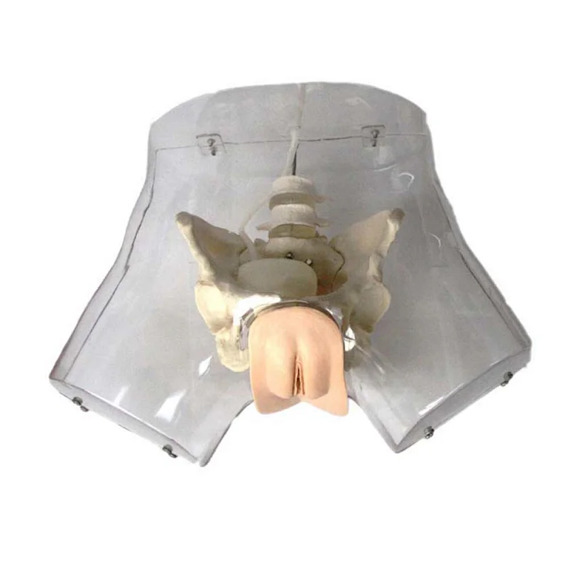 LTM408E transparent female urethral catheterization simulation model