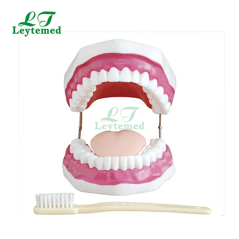 LTM403A 28 Teeth Dental Care Model