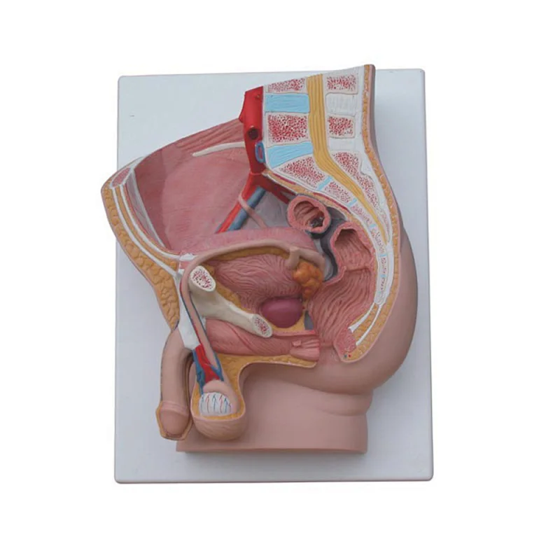 LTM326B Human Male Pelvis models (2 Parts)