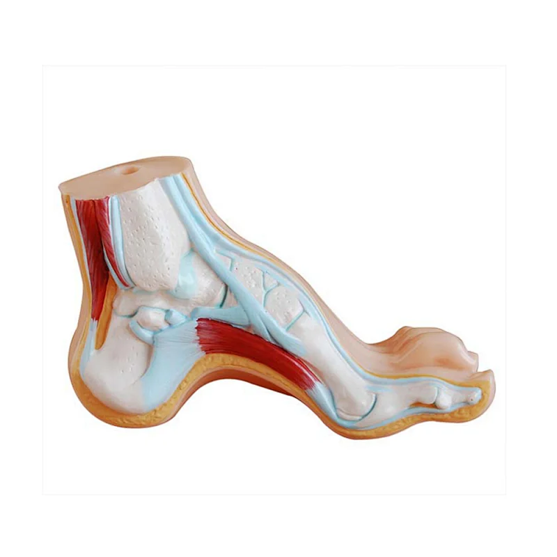LTM324C Anatomical model of Arched Foot