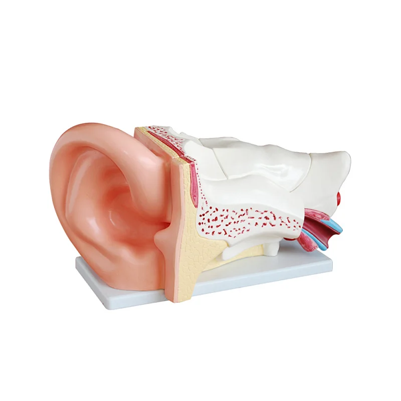 LTM303C New Style medical use education use Giant Ear Model