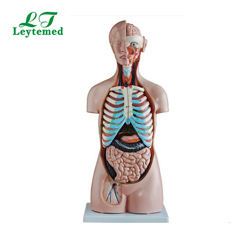LTM206 human body 85CM Sexless Torso 20 Parts