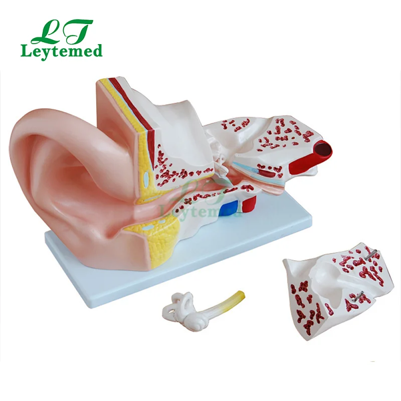 LTM303A human body model Giant Ear Model