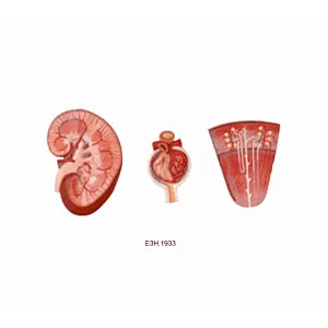 modelo de corpúsculo renal