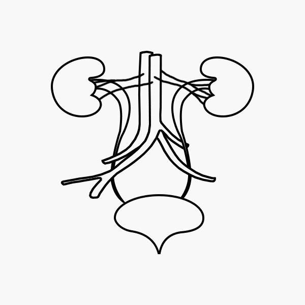 E3H Urinary & Reproductive