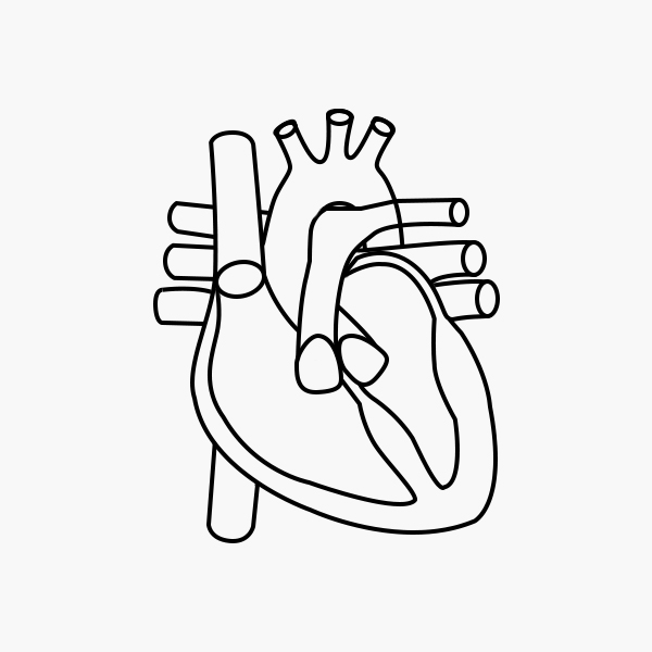 E3F Circulatory System