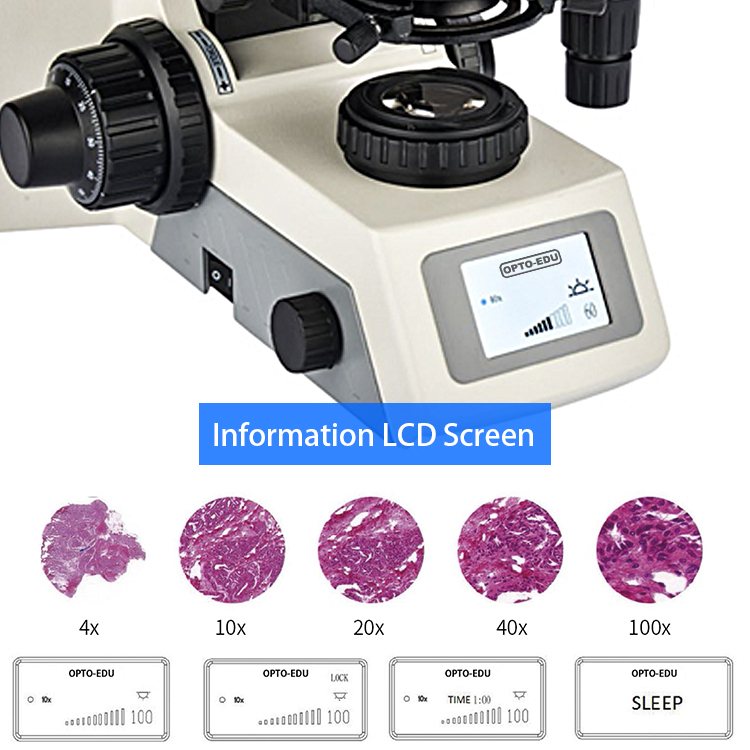 Microscopio digitale USB, ingrandimento della fotocamera Led Light Hand  Microscope