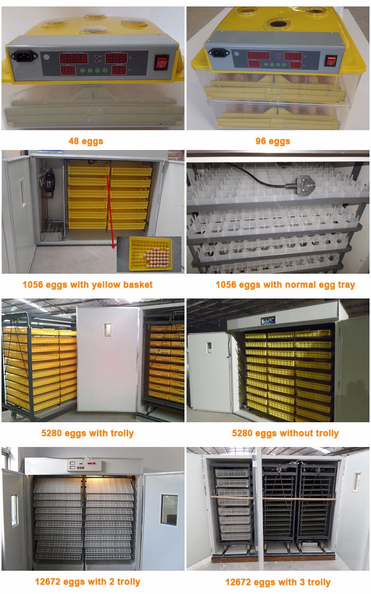 Egg incubator brooder