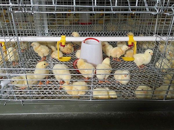 Broiler cage