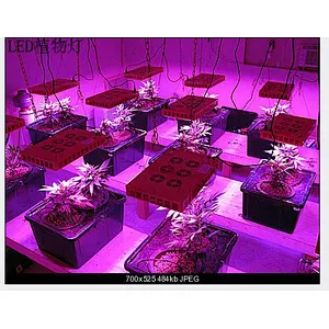 Grow Lights Item type and 50000 Working Lifetime(Hour) LED grow light 600w full spectrum for Growing plants