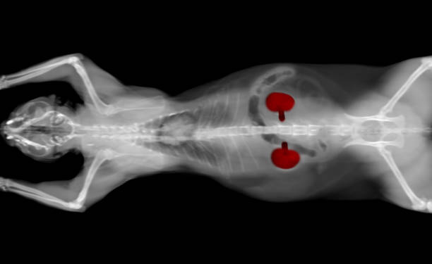View of Feline Chronic Kidney Disease (CKD) in Cats